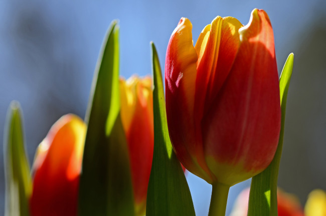Обои картинки фото цветы, тюльпаны, макро, небо, лепестки