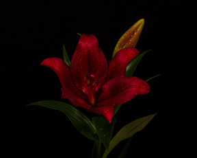 Картинка цветы лилии +лилейники фон чёрный цветок бутоны роса капли лилия бордовая