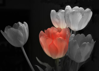 Картинка цветы тюльпаны фон лепестки краски