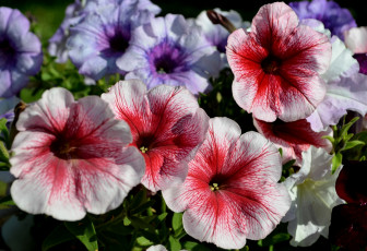 Картинка цветы петунии +калибрахоа петуния яркие макро