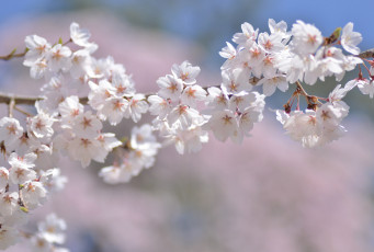Картинка цветы сакура +вишня макро ветка весна нежность