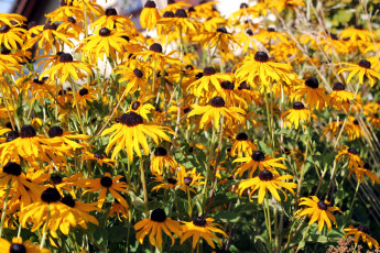 Картинка цветы эхинацея желтый солнечный