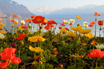 Картинка цветы маки небо горы озеро