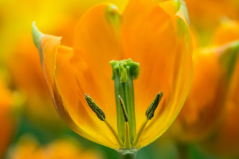 Картинка цветы тюльпаны макро весна желтый тюльпан