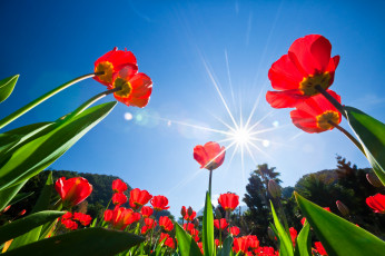 Картинка цветы тюльпаны деревья лучи солнце небо