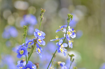 Картинка цветы луговые+ полевые +цветы нежность фон голубые макро