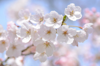 Картинка цветы сакура +вишня макро нежность ветка весна