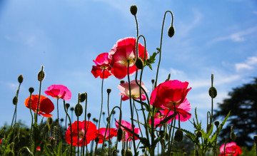 Картинка цветы маки лепестки луг поле небо