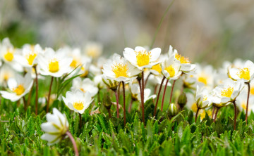 Картинка цветы анемоны +сон-трава нежность ветреницы весна