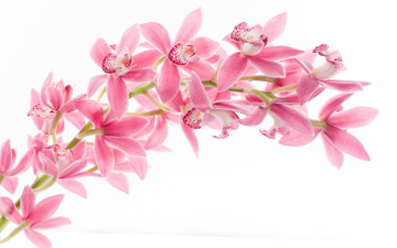 Картинка цветы орхидеи орхидея лепестки ветка природа