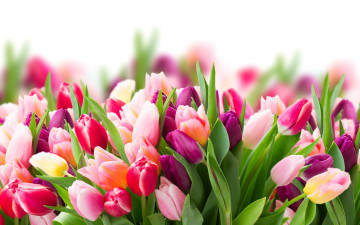 Картинка цветы тюльпаны tulips flowers