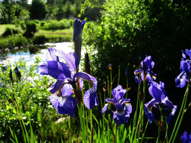 Обои картинки фото цветы, ирисы, сининй