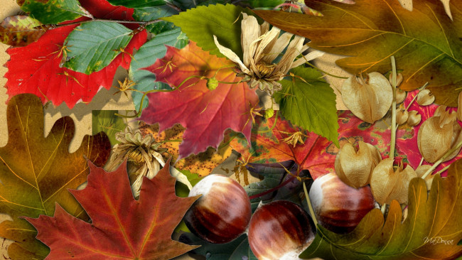 Обои картинки фото разное, компьютерный дизайн, природа, осень, листья, орехи, коллаж