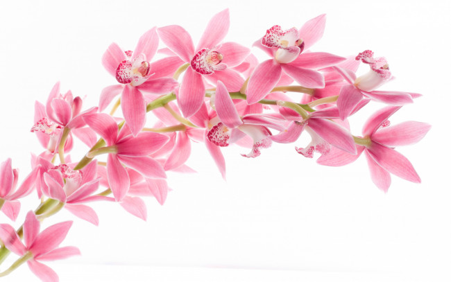 Обои картинки фото цветы, орхидеи, орхидея, лепестки, ветка, природа