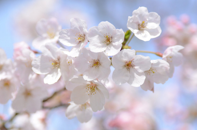 Обои картинки фото цветы, сакура,  вишня, макро, нежность, ветка, весна