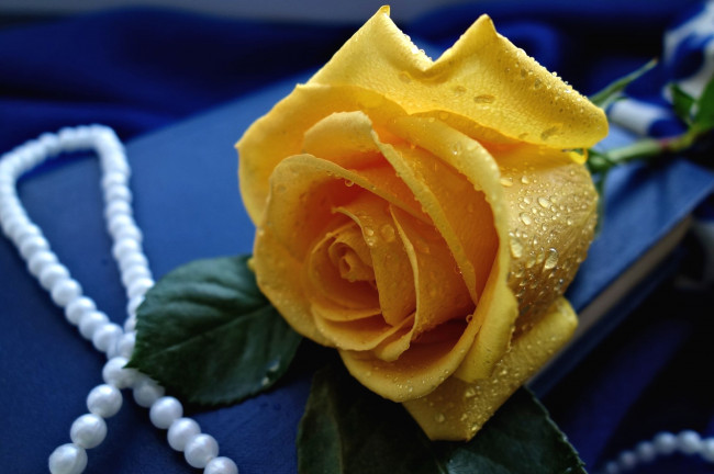Обои картинки фото цветы, розы, ожерелье, желтый, бутон, роза