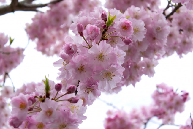 Обои картинки фото цветы, сакура,  вишня, весна, ветка, вишня, цветение
