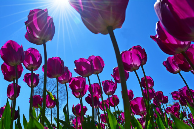 Обои картинки фото цветы, тюльпаны, весна, лучи, солнце, небо