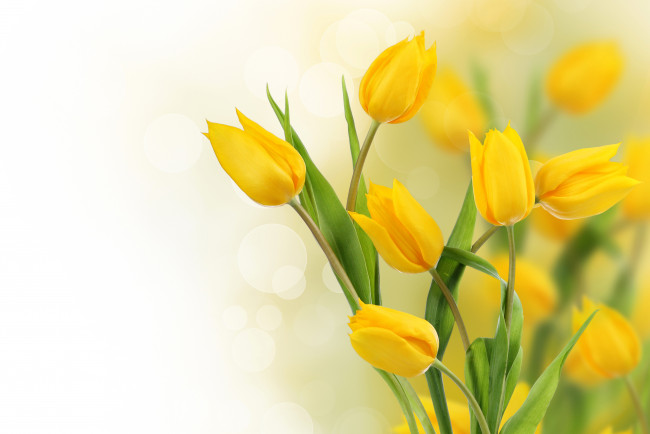 Обои картинки фото цветы, тюльпаны, желтый, фото