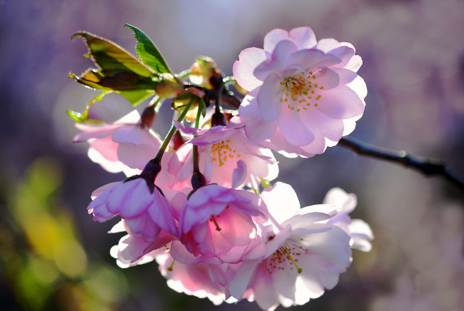 Обои картинки фото цветы, сакура,  вишня, макро, весна, розовые