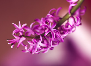 Картинка цветы гиацинты весенний