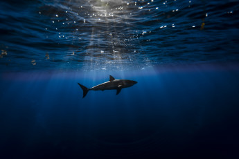 Картинка животные акулы shark хищник охота подводный мир жор море океан рыбы
