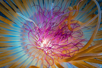 Картинка животные морская+фауна подводный мир океан море медуза
