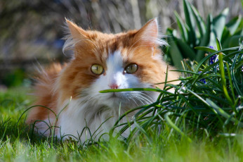 Картинка животные коты кот кошка трава взгляд