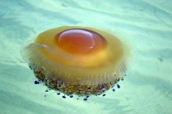 Картинка животные медузы океан медуза подводный мир море