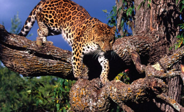 Картинка животные леопарды ветки дерево пятна хищник