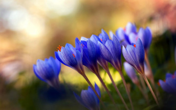Картинка цветы крокусы трава синие весна