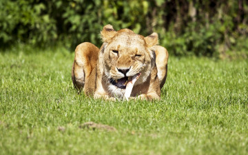 Картинка животные львы кость трава еда лев хищник