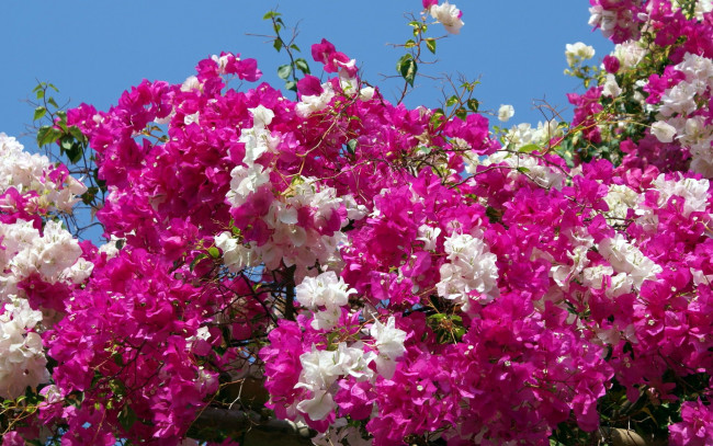 Обои картинки фото цветы, бугенвиллея, розовый, белый