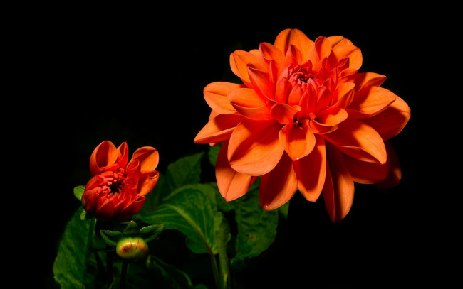Обои картинки фото цветы, георгины, оранжевый