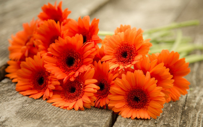 Обои картинки фото цветы, герберы, оранжевый