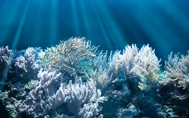 Обои картинки фото животные, морская фауна, лучи, света, дно, кораллы, рыбка, подводный, мир