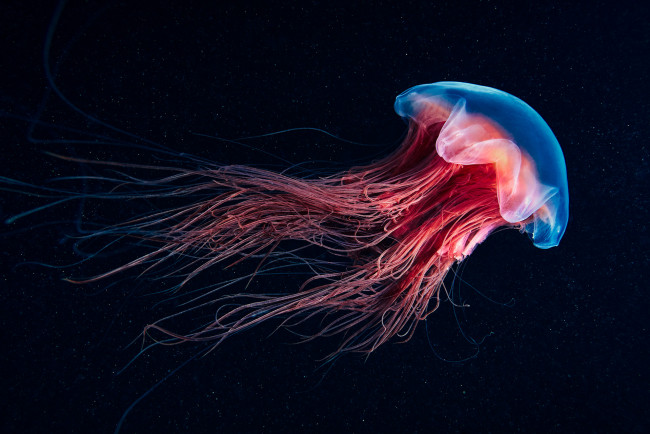 Обои картинки фото животные, медузы, океан, море, медуза, подводный, мир