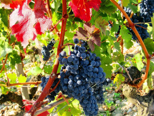 Картинка природа Ягоды +виноград урожай гроздь