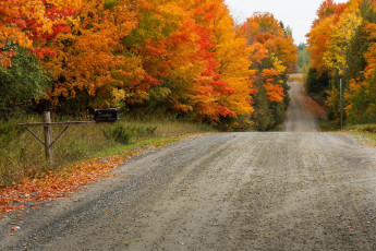 Картинка природа дороги проселочная деревья осень