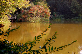 Картинка природа реки озера река вода мостик кусты