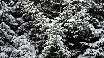 Картинка природа деревья снег елки