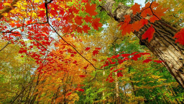 Картинка природа листья клен