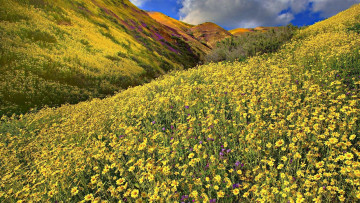 Картинка природа луга луг горы лето цветы
