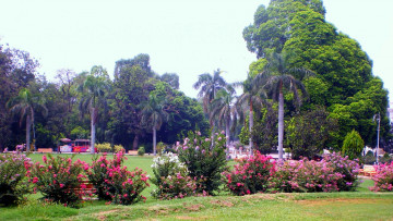 Картинка природа парк пальмы