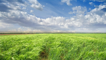 Картинка природа поля колосья пшеница зеленое поле