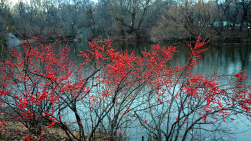 Картинка природа реки озера кусты осень река