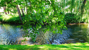 Картинка природа реки озера вода река зелень лето