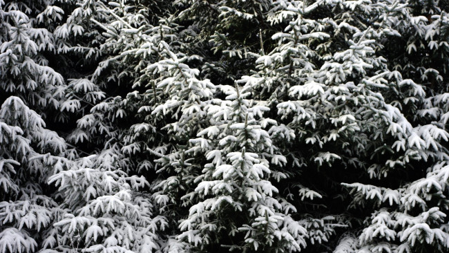 Обои картинки фото природа, деревья, снег, елки