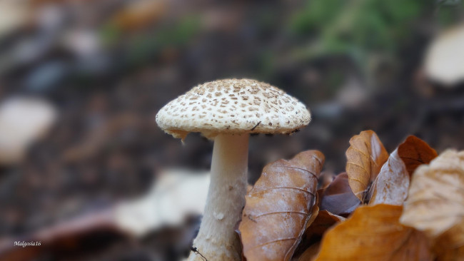 Обои картинки фото природа, грибы, листья, грибок