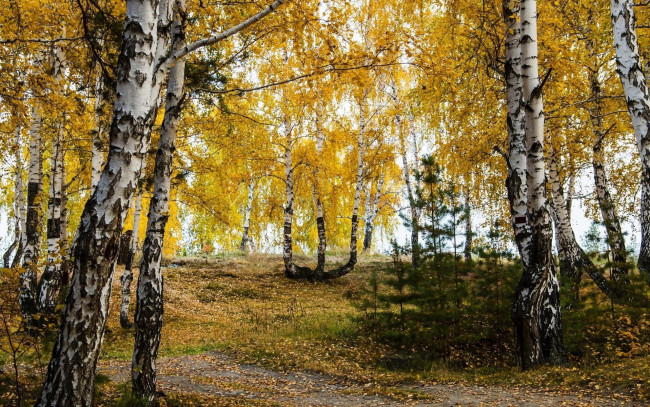 Обои картинки фото природа, лес, березы, листопад, осень